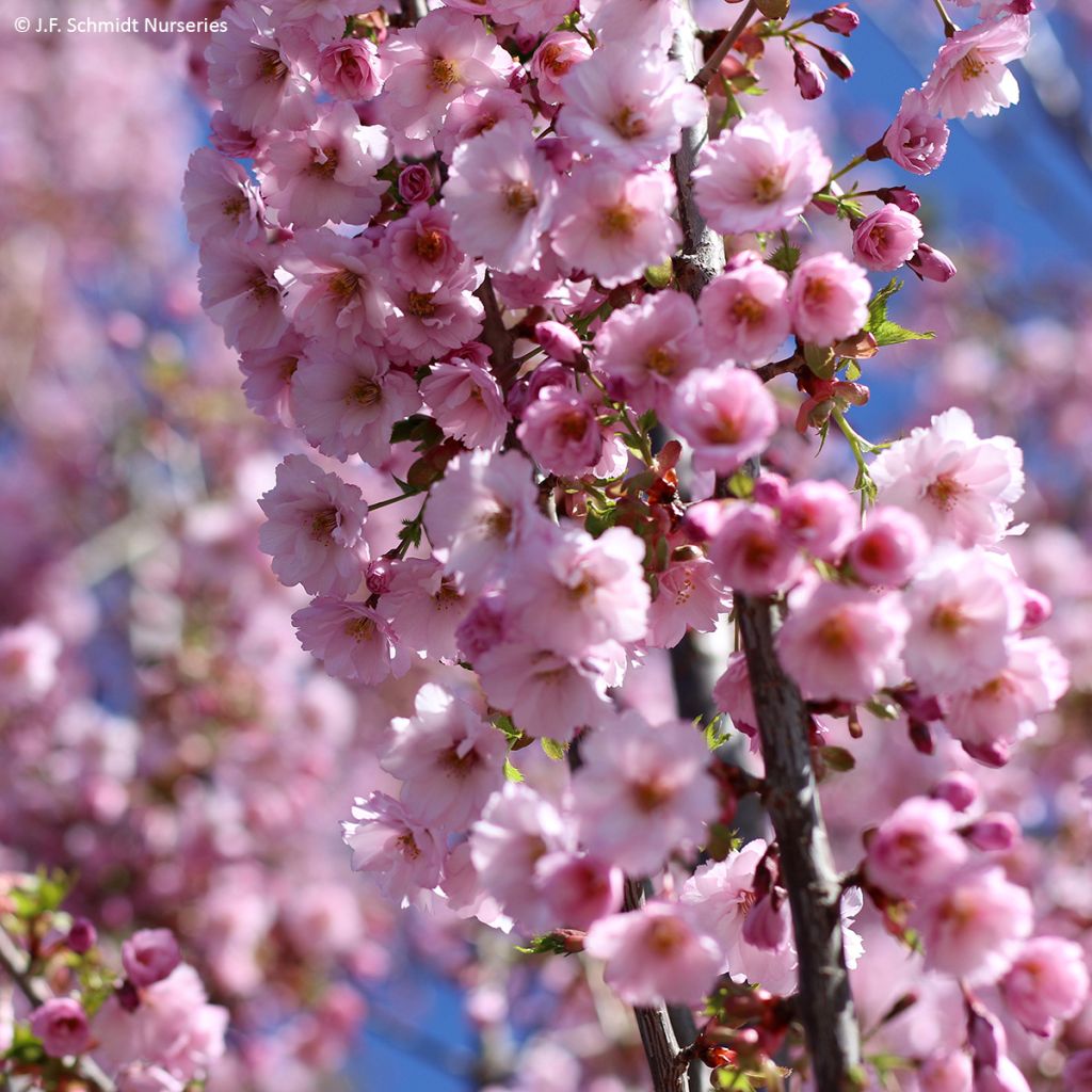 Prunus First Blush - Cerisier à fleurs