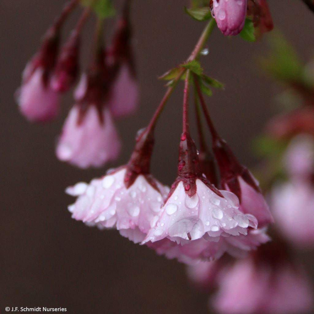 Prunus First Blush - Cerisier à fleurs