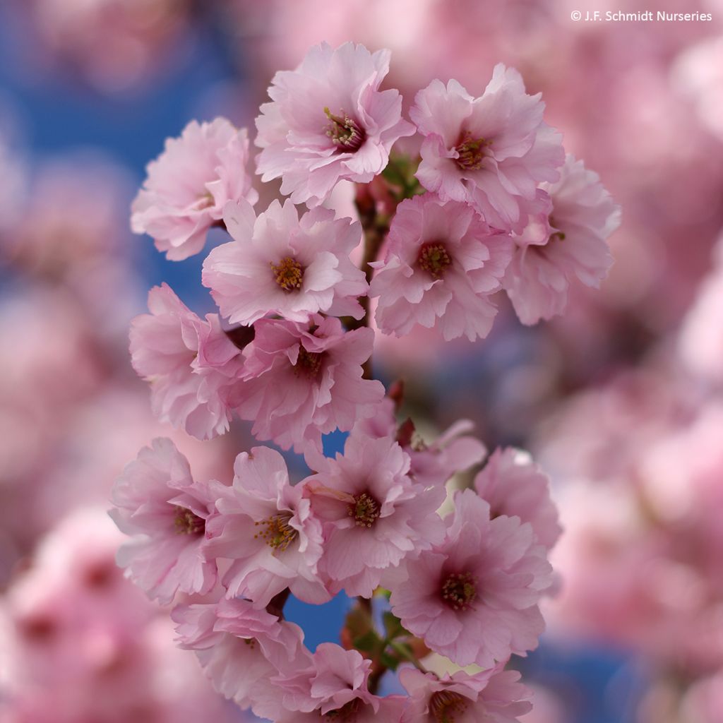 Prunus First Blush - Cerisier à fleurs