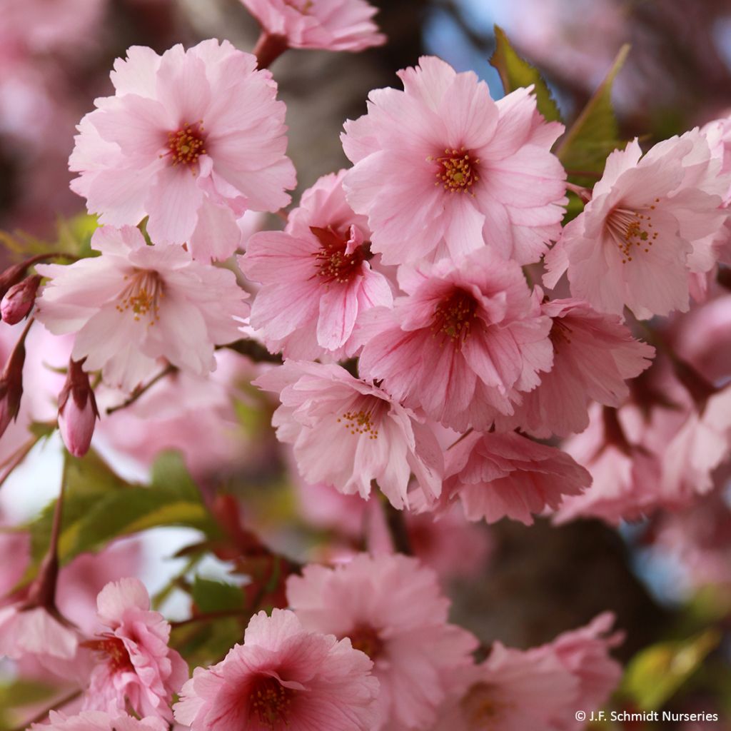 Prunus First Blush - Cerisier à fleurs
