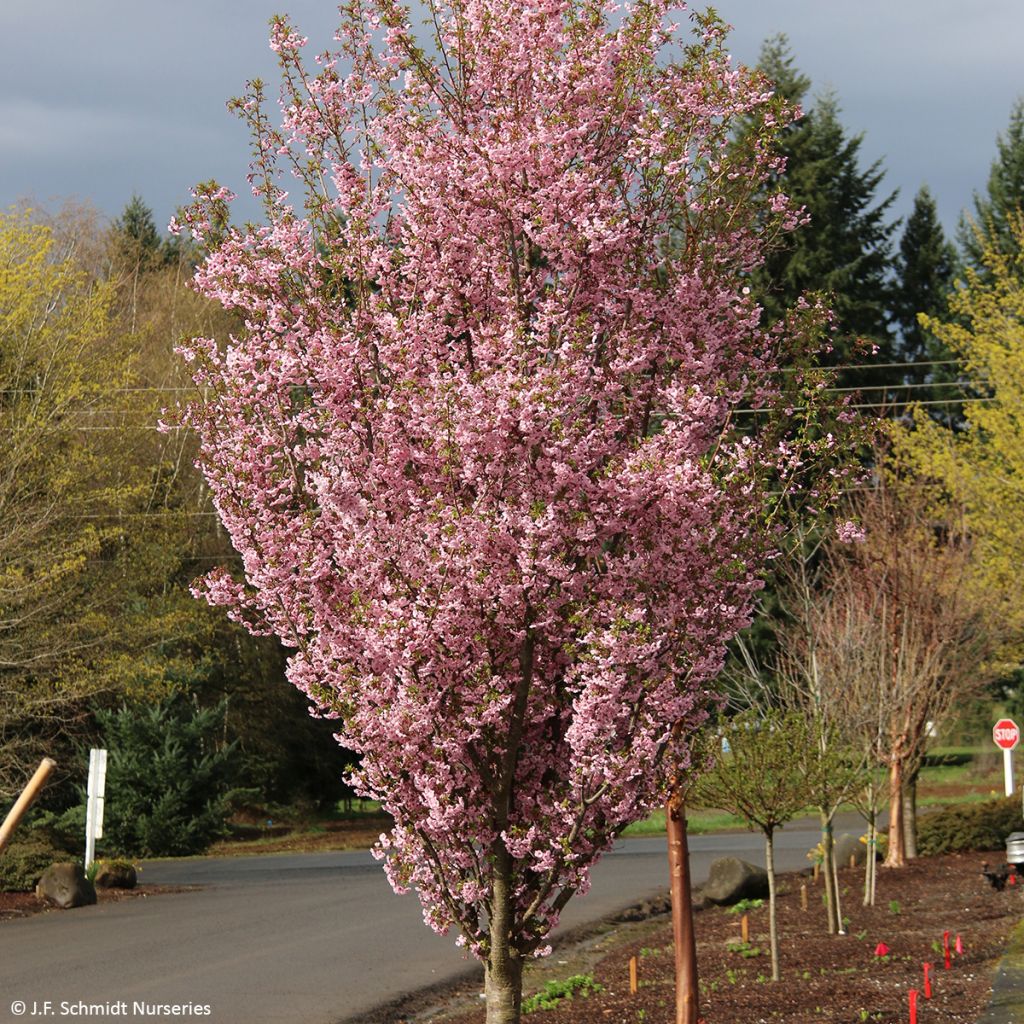 Prunus First Blush - Cerisier à fleurs