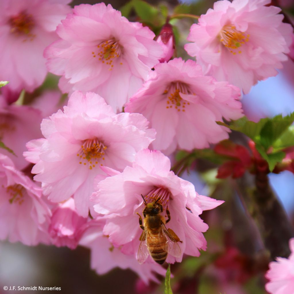 Prunus First Blush - Cerisier à fleurs