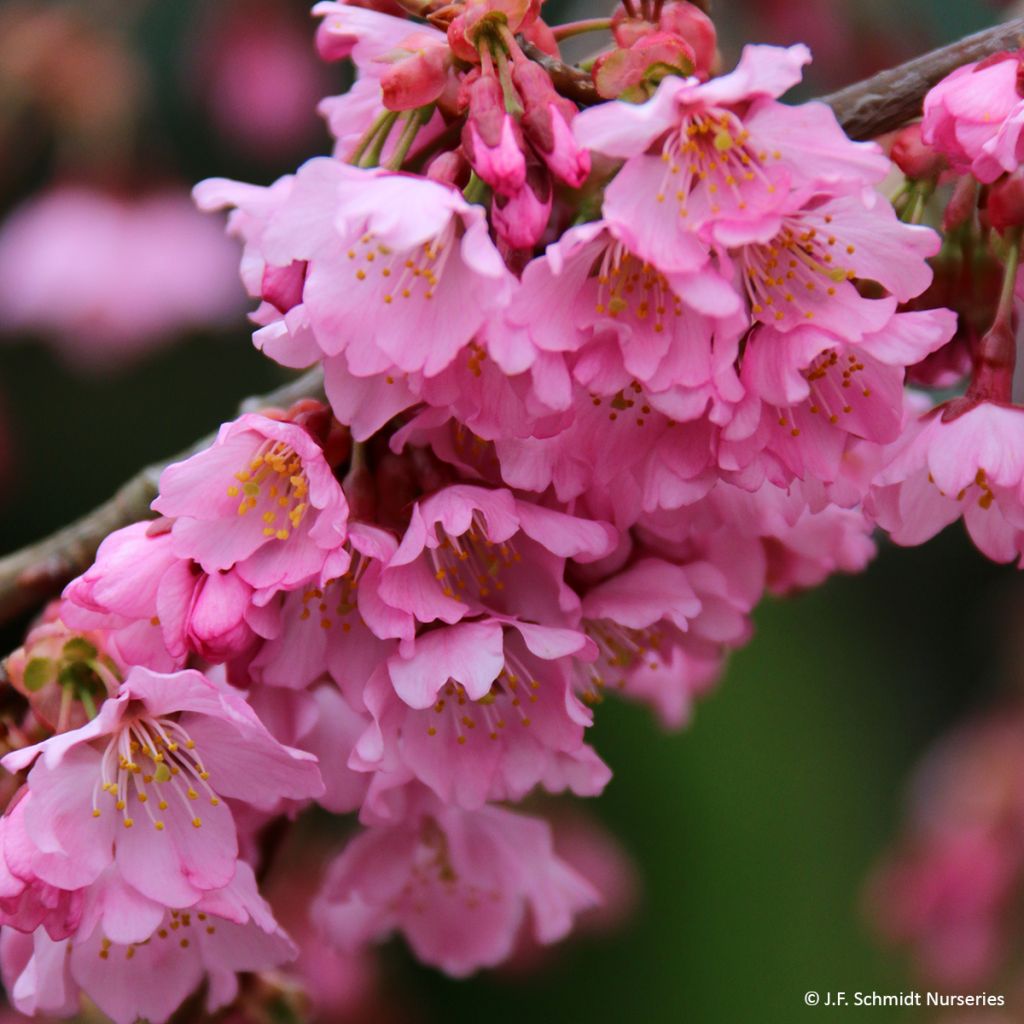 Cerisier à fleurs - Prunus Pink Cascade