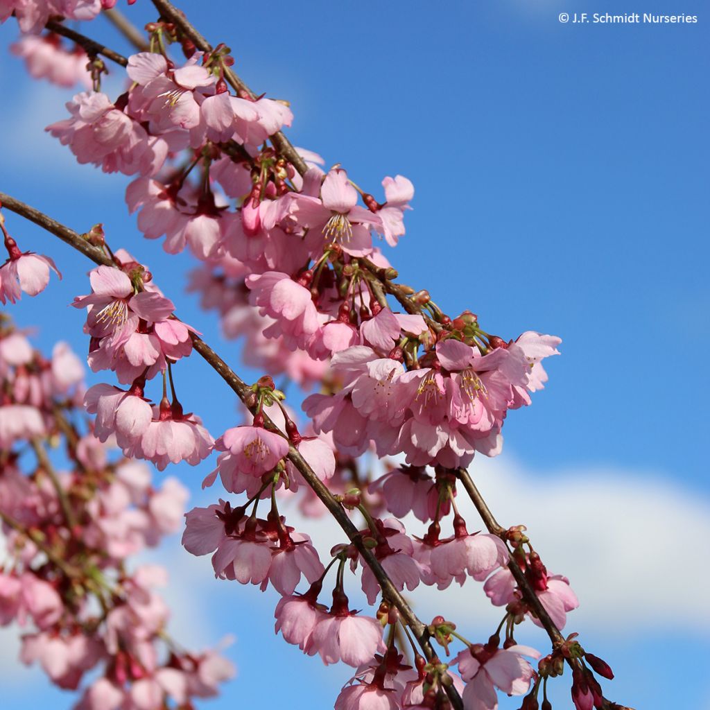 Cerisier à fleurs - Prunus Pink Cascade