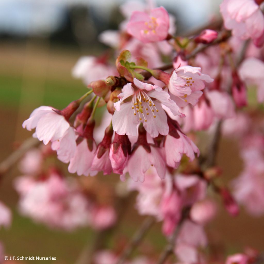 Cerisier à fleurs - Prunus Pink Cascade