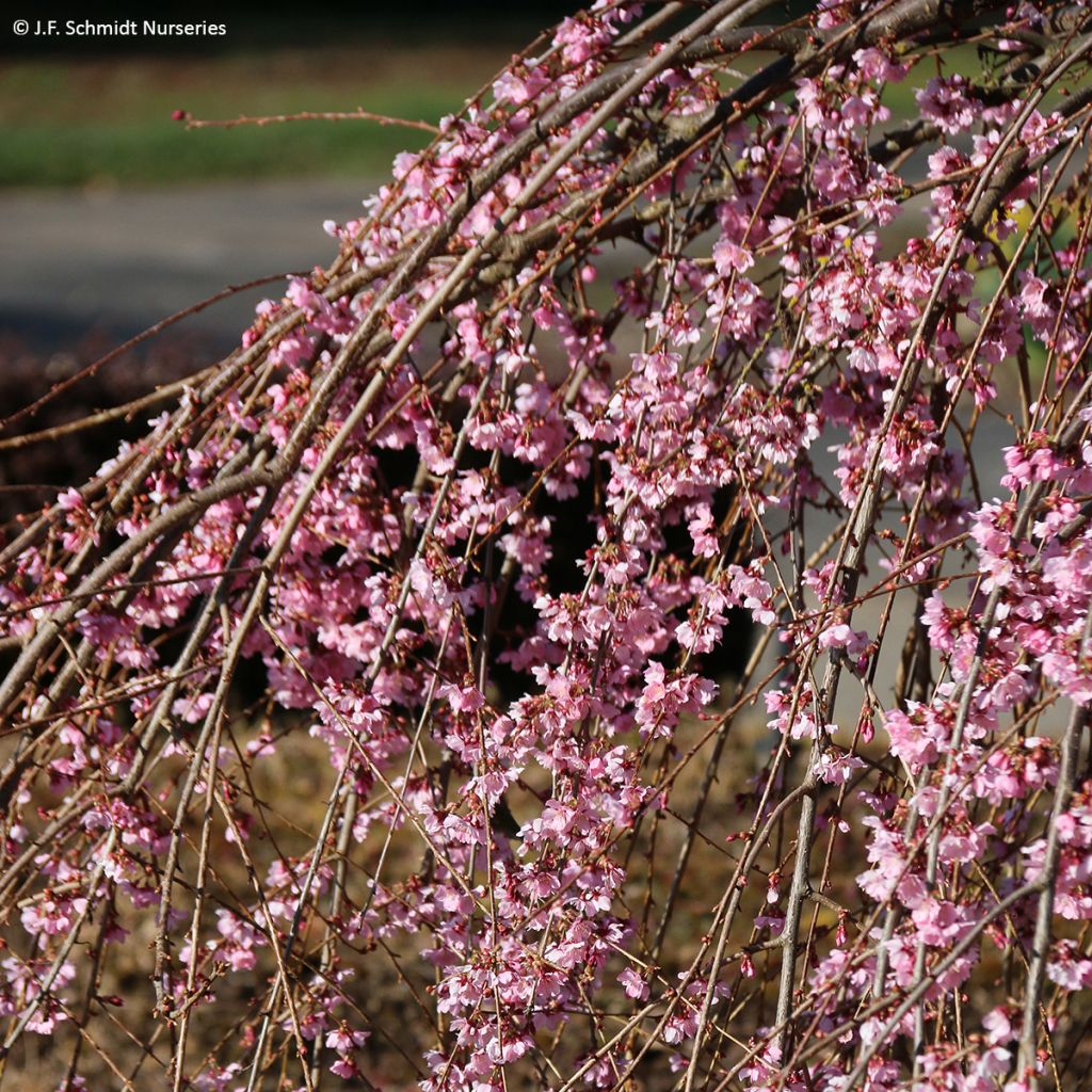 Cerisier à fleurs - Prunus Pink Cascade