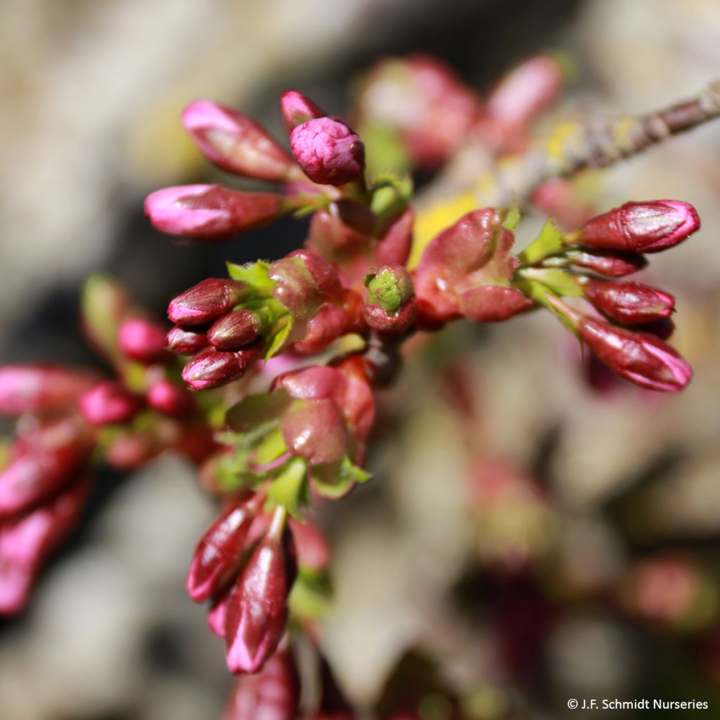 Cerisier à fleurs - Prunus Pink Cascade