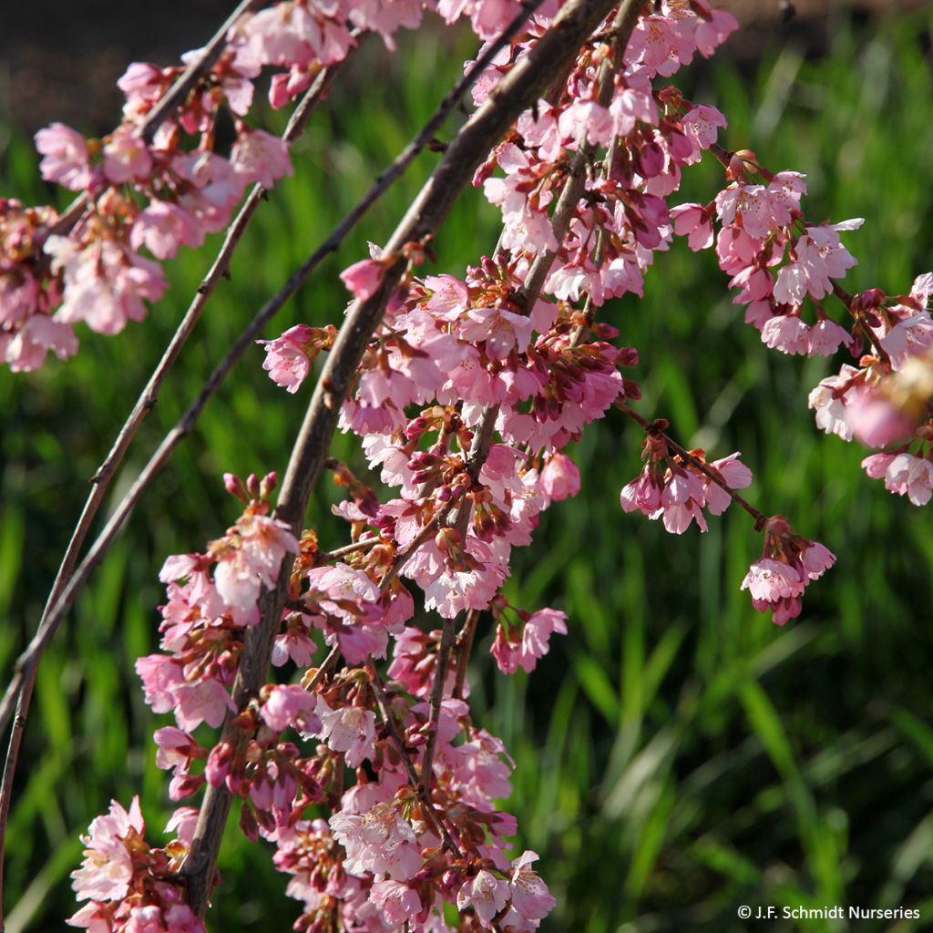 Cerisier à fleurs - Prunus Pink Cascade