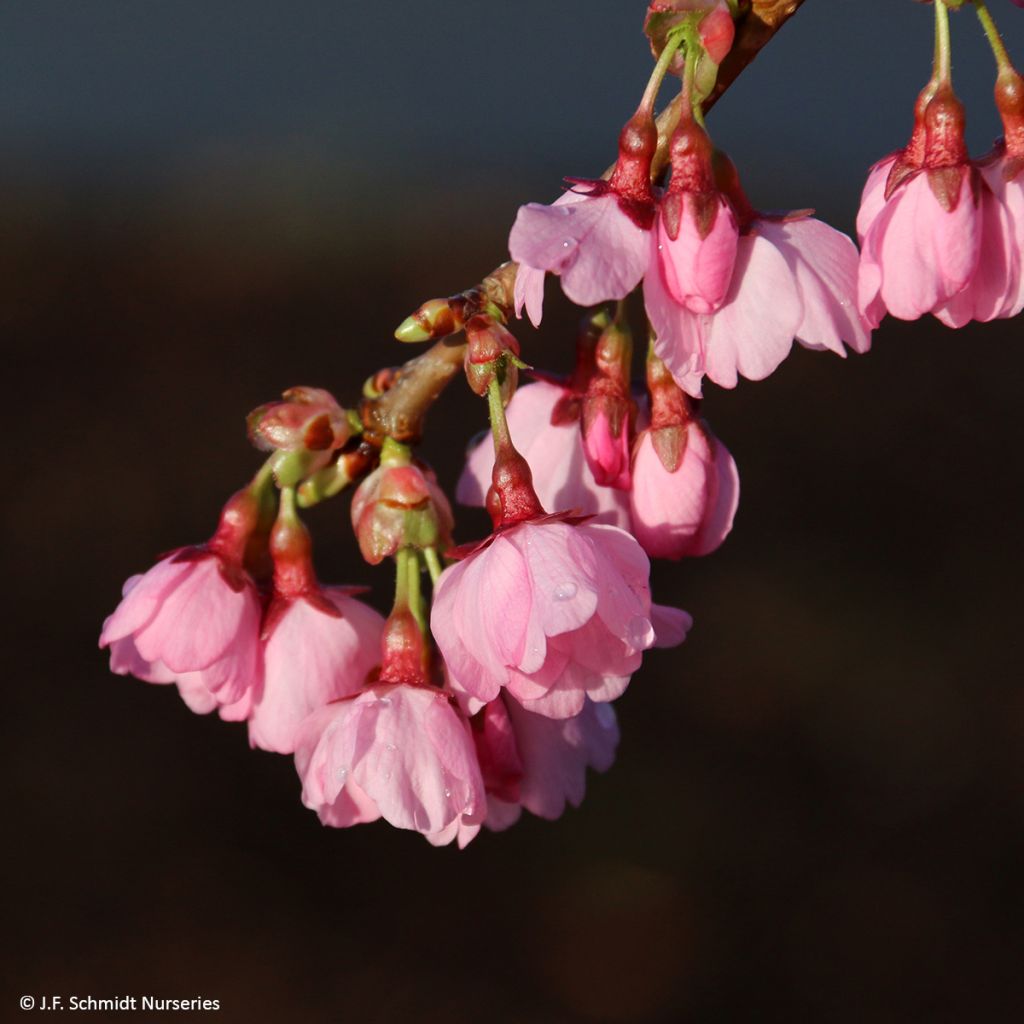 Cerisier à fleurs - Prunus Pink Cascade