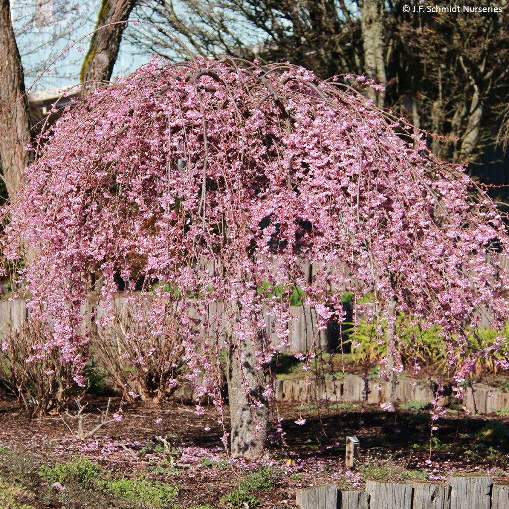 Cerisier à fleurs - Prunus Pink Cascade