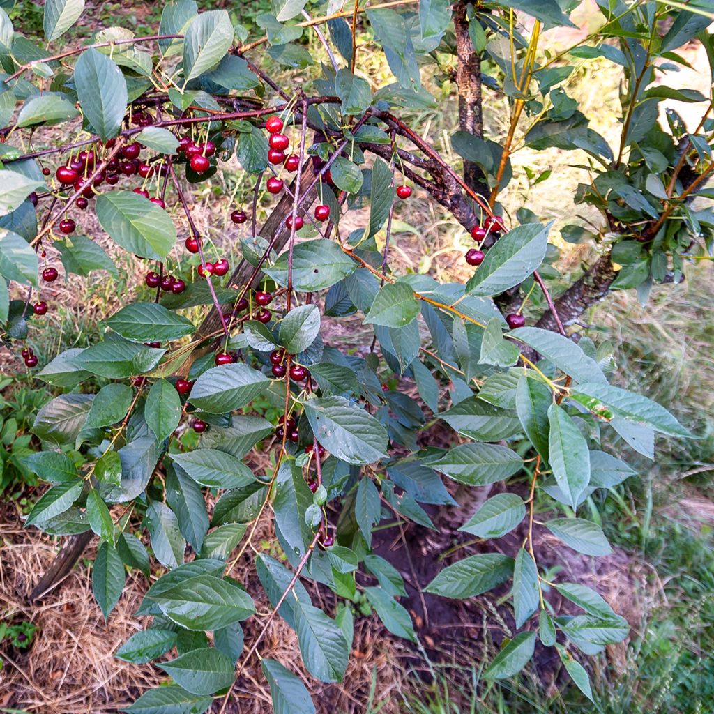 Cerisier nain Piemont