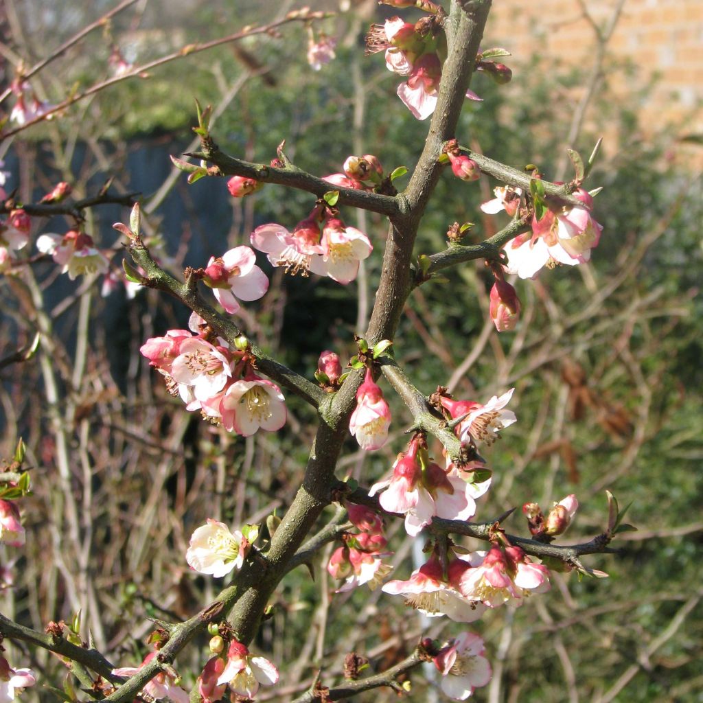 Chaenomeles cathayensis - Cognassier de Cathay