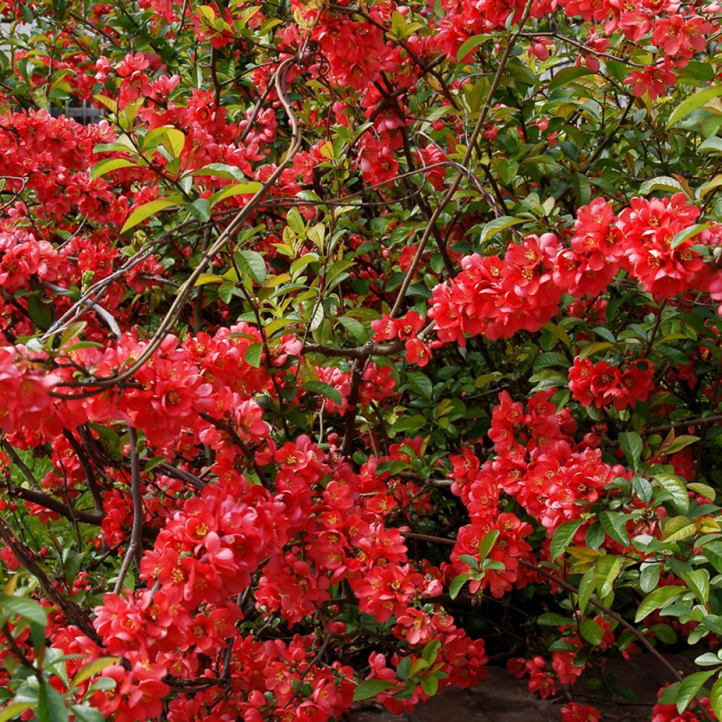 Chaenomeles japonica - Cognassier du Japon