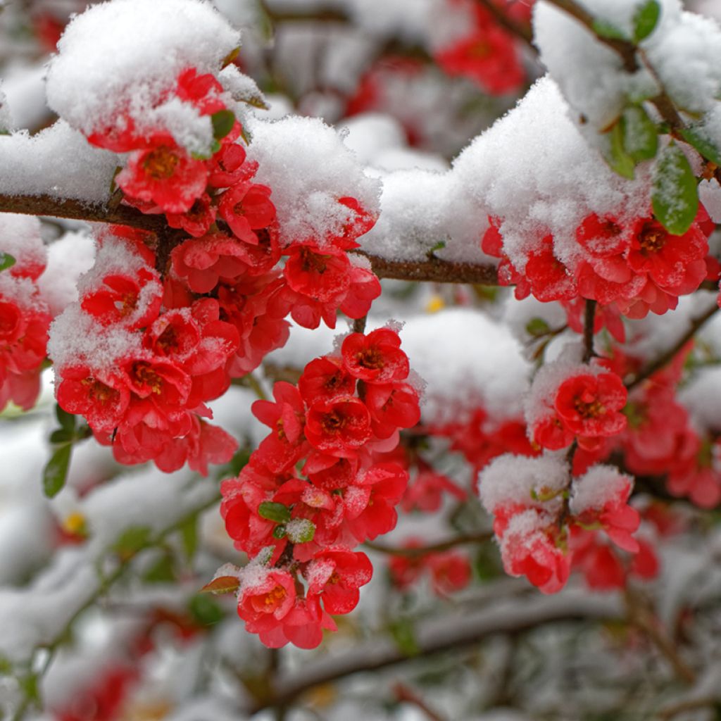 Chaenomeles japonica - Cognassier du Japon