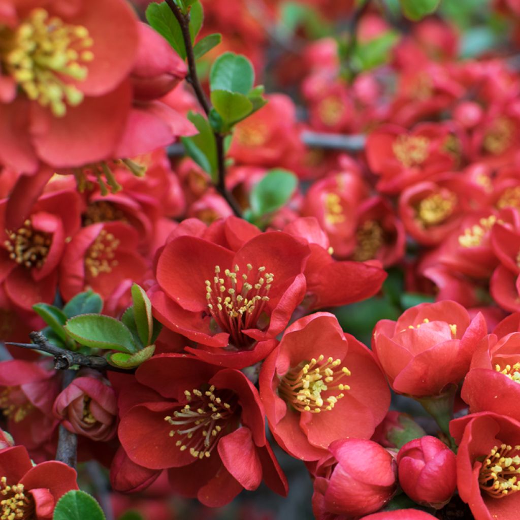 Chaenomeles japonica - Cognassier du Japon