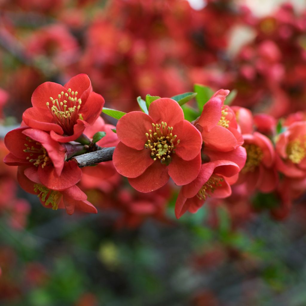 Chaenomeles japonica - Cognassier du Japon