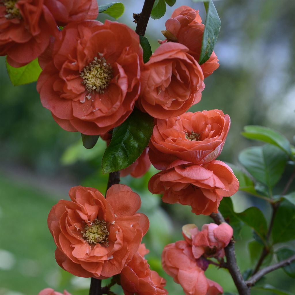 Cognassier du Japon - Chaenomeles speciosa Mango Storm