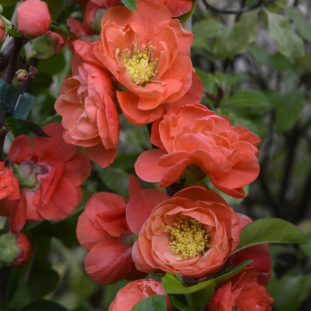 Cognassier du Japon - Chaenomeles speciosa Mango Storm