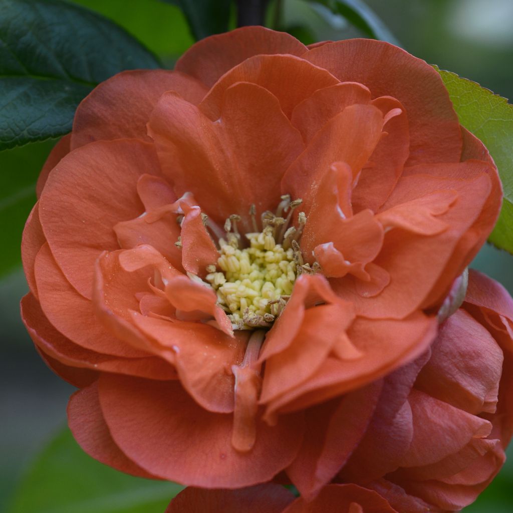 Cognassier du Japon - Chaenomeles speciosa Mango Storm