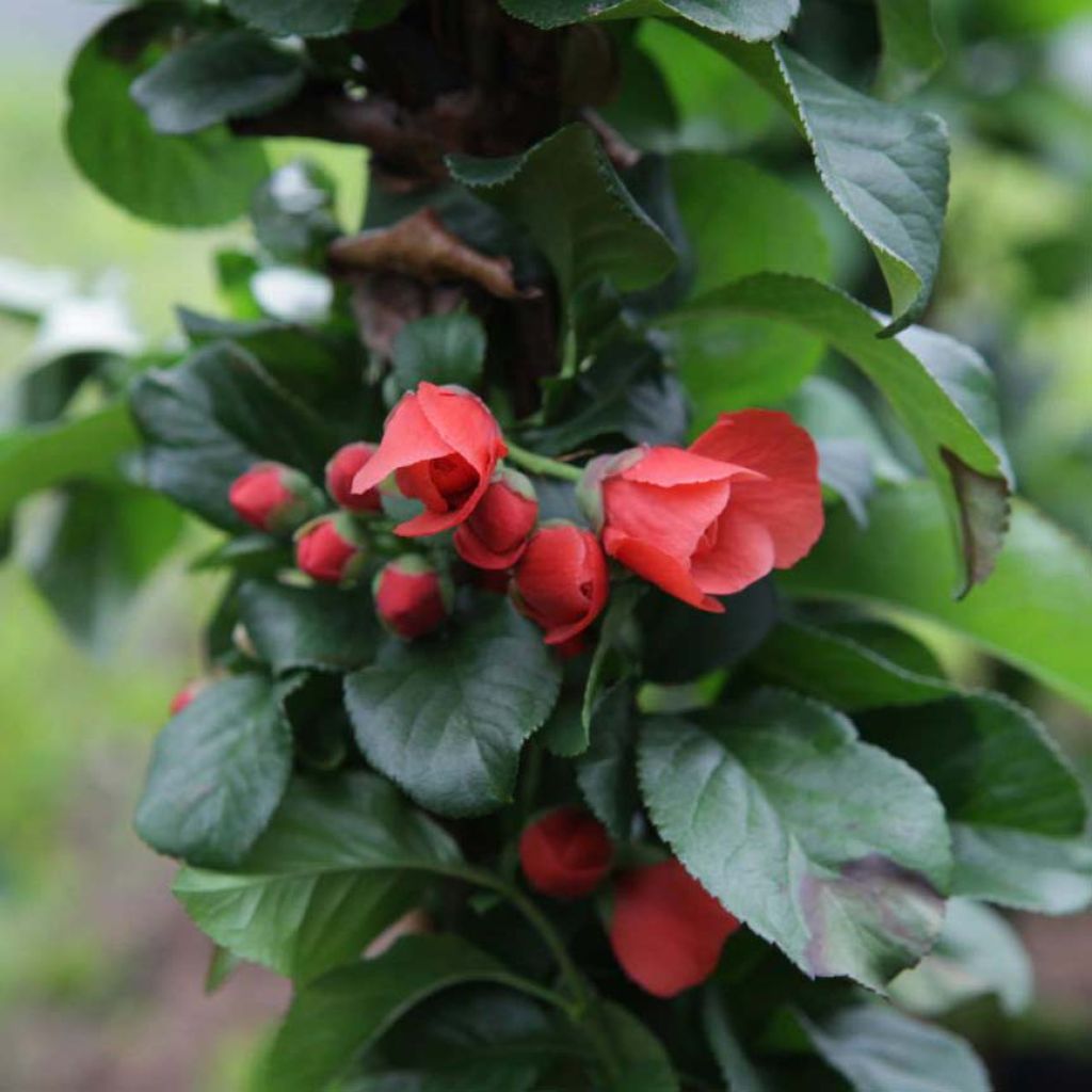 Cognassier du Japon Orange Storm - Chaenomeles speciosa