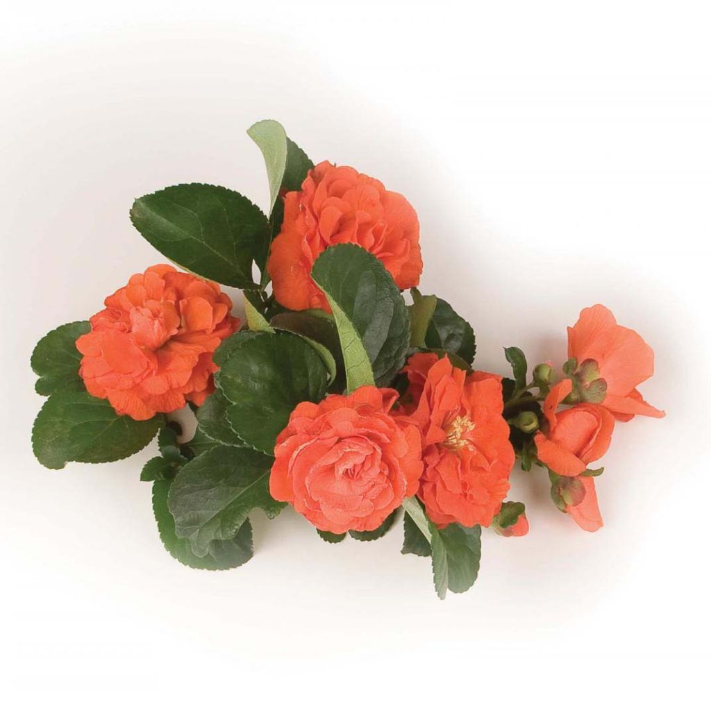 Cognassier du Japon Orange Storm - Chaenomeles speciosa