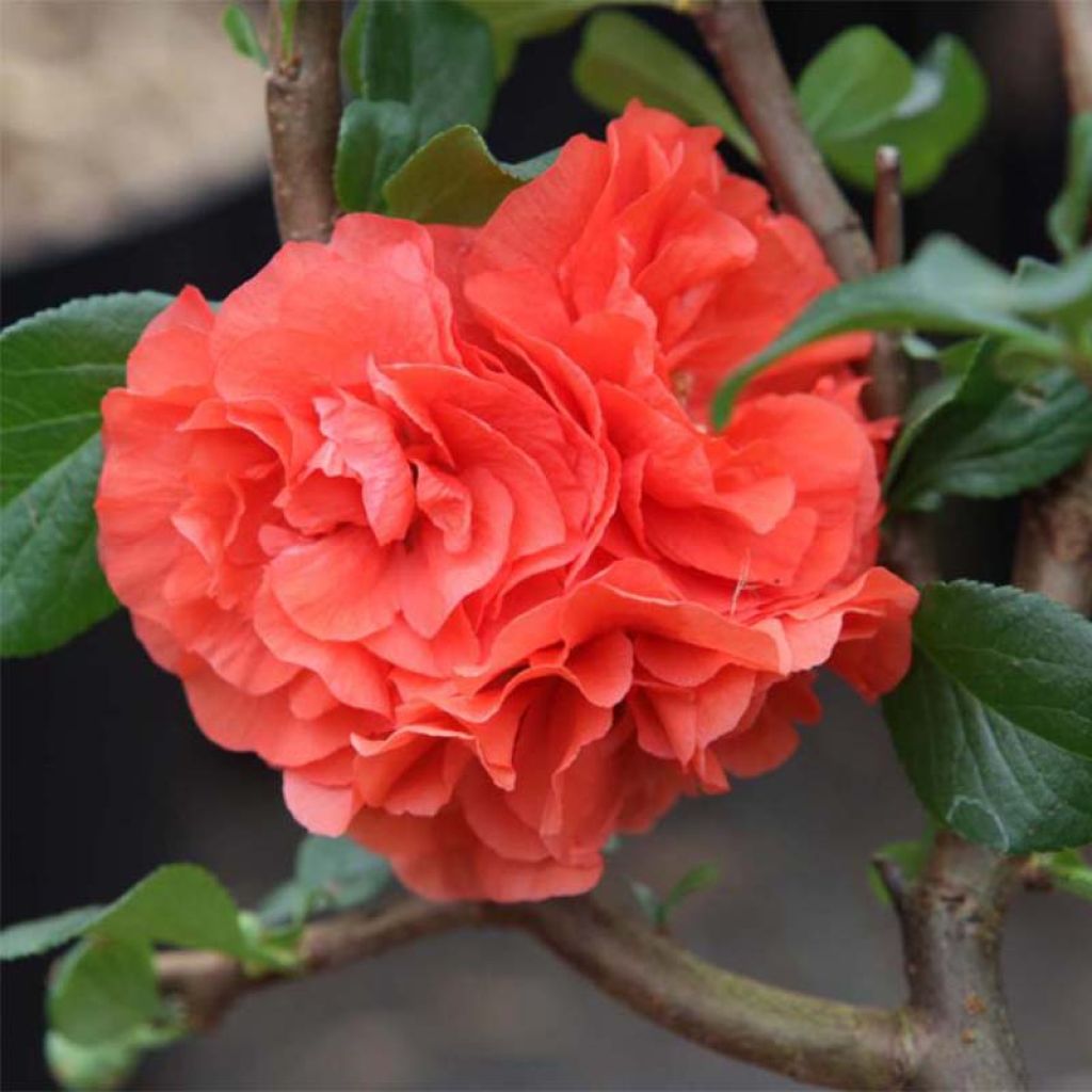 Cognassier du Japon Orange Storm - Chaenomeles speciosa