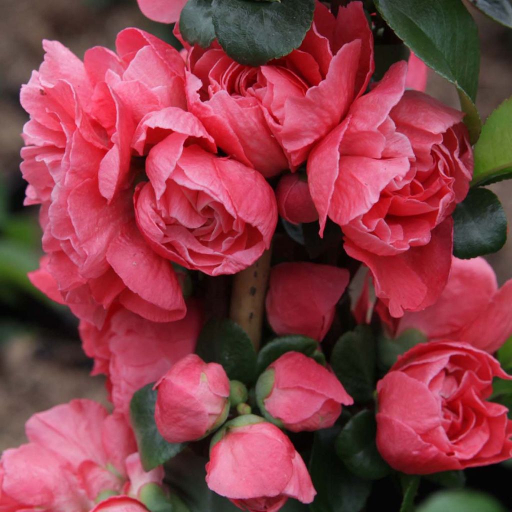 Cognassier du Japon - Chaenomeles speciosa Pink Storm