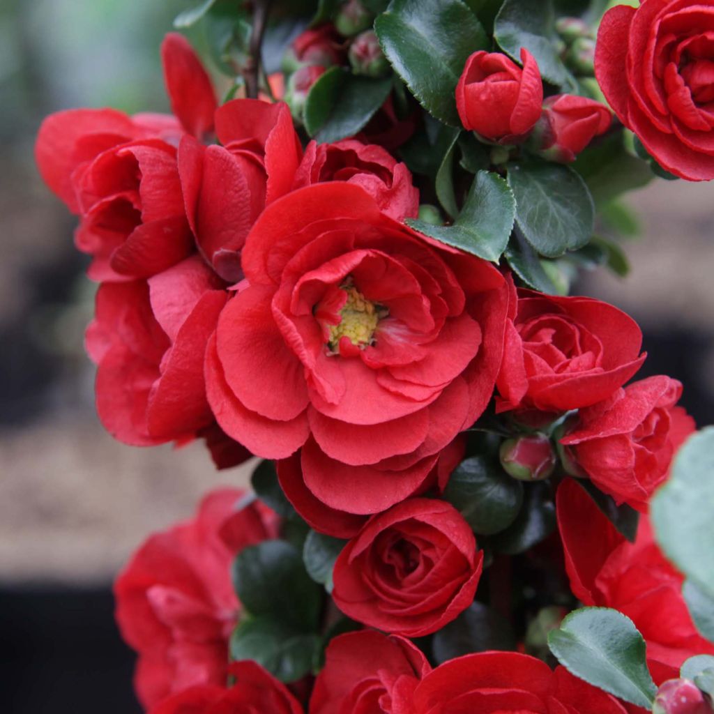 Cognassier du Japon - Chaenomeles speciosa Scarlet Storm  