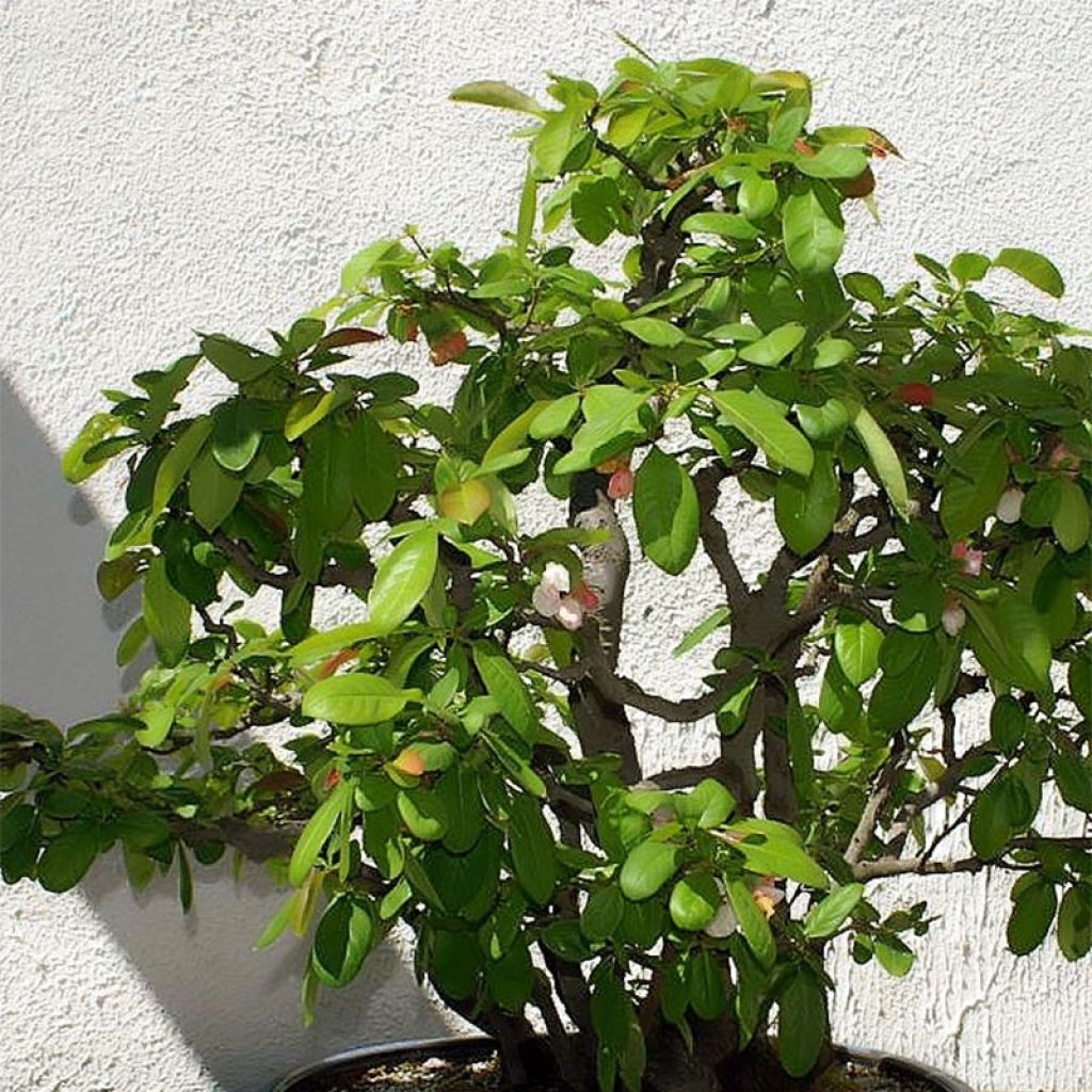 Cognassier du Japon Toyo-Nishiki - Chaenomeles speciosa