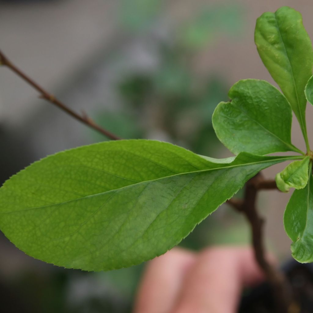 Cognassier du Japon Toyo-Nishiki - Chaenomeles speciosa