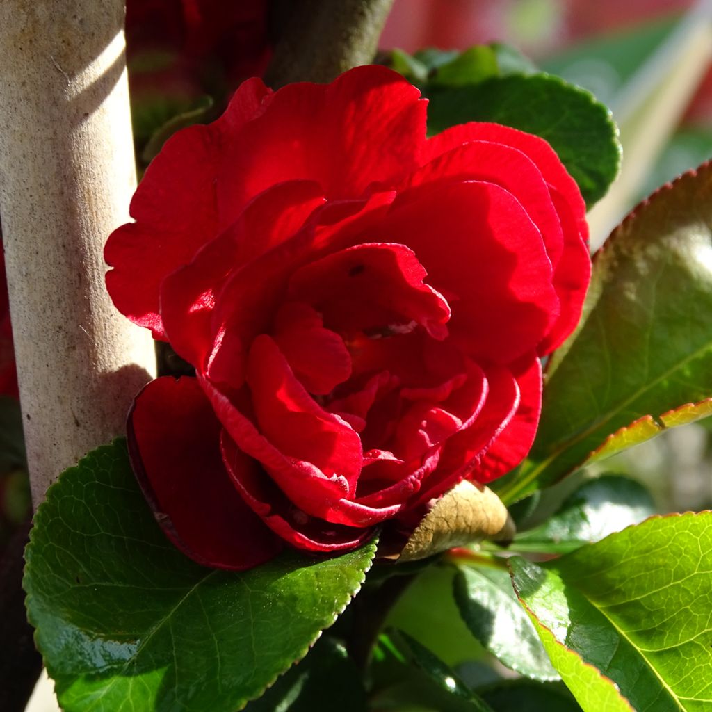 Cognassier du Japon - Chaenomeles speciosa Scarlet Storm  