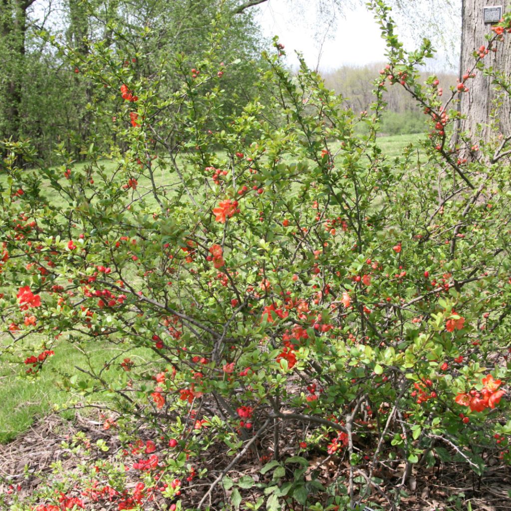 Cognassier du Japon Clementine - Chaenomeles superba