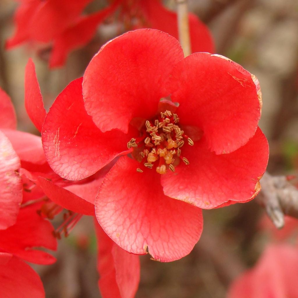 Cognassier du Japon - Chaenomeles x superba Texas Scarlet