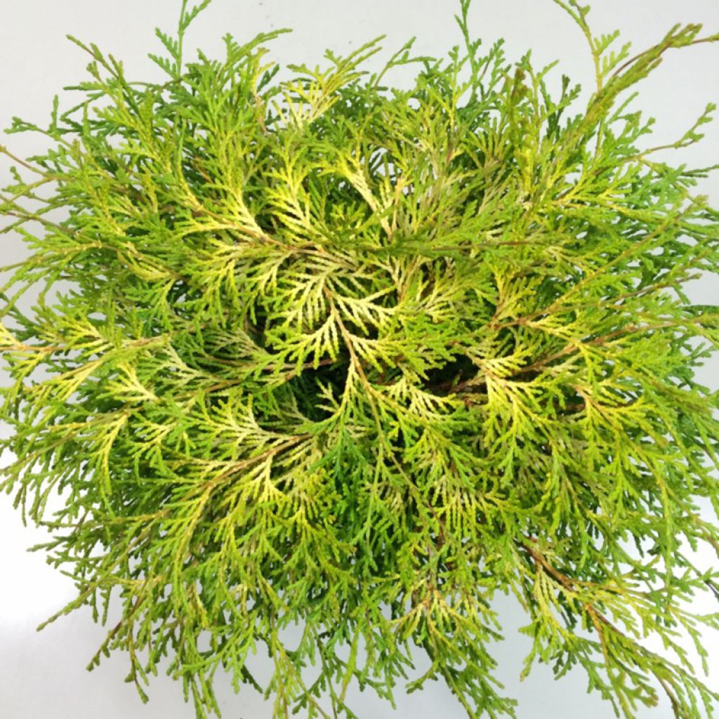 Chamaecyparis obtusa Kamarachiba - Faux cyprès hinoki du Japon               