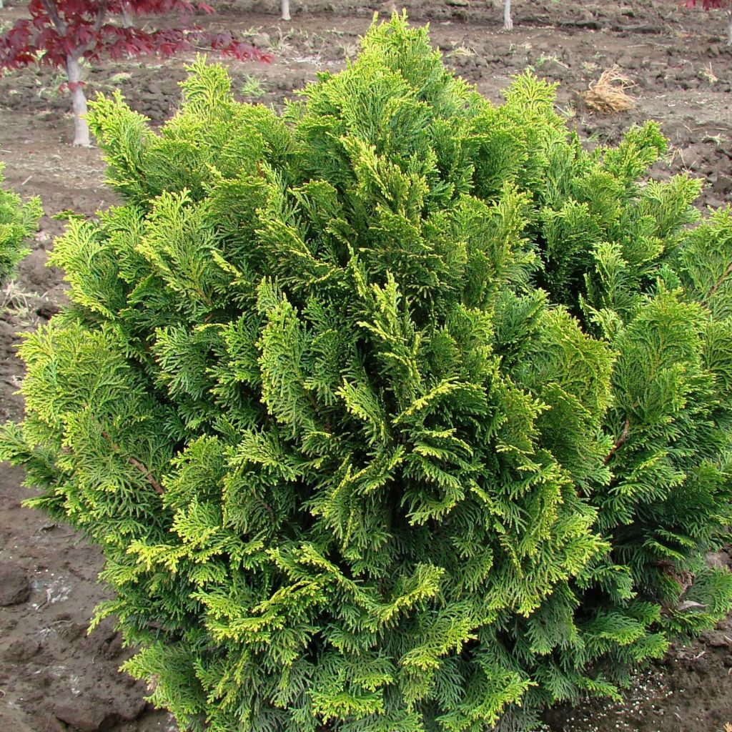 Chamaecyparis obtusa Nana Gracilis - Faux cyprès hinoki du Japon              