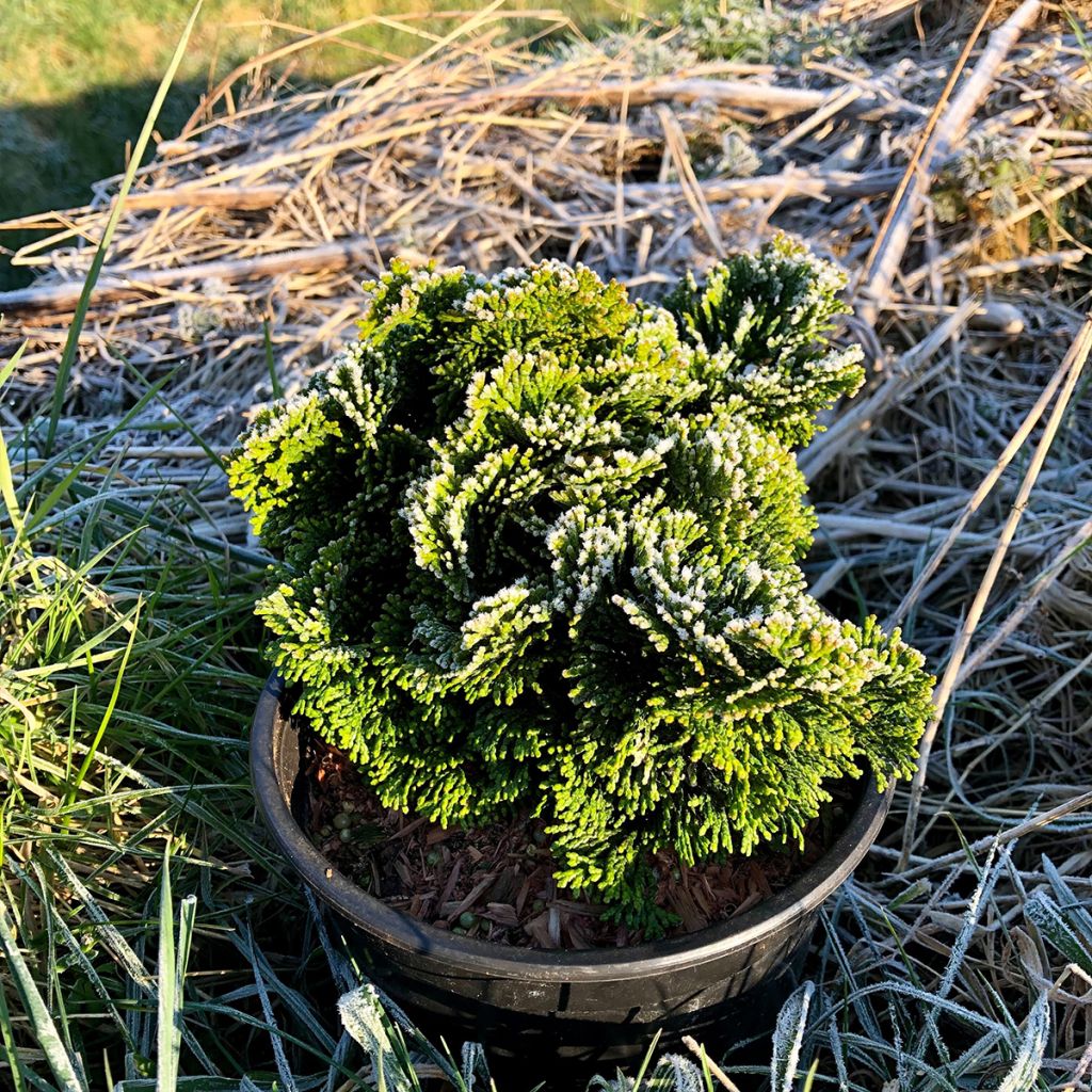 Chamaecyparis obtusa Nana Gracilis - Faux cyprès du Japon              