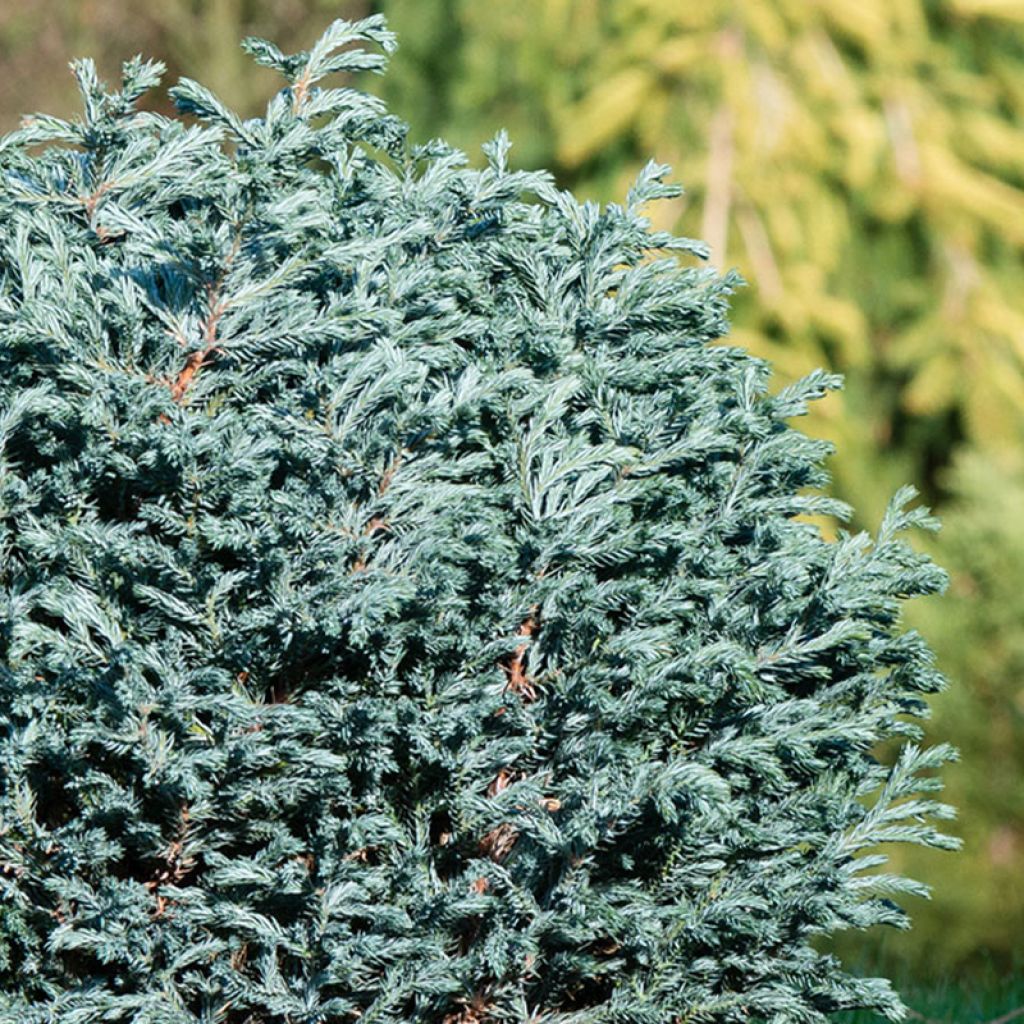 Chamaecyparis pisifera Blue Moon - Cyprès Sawara