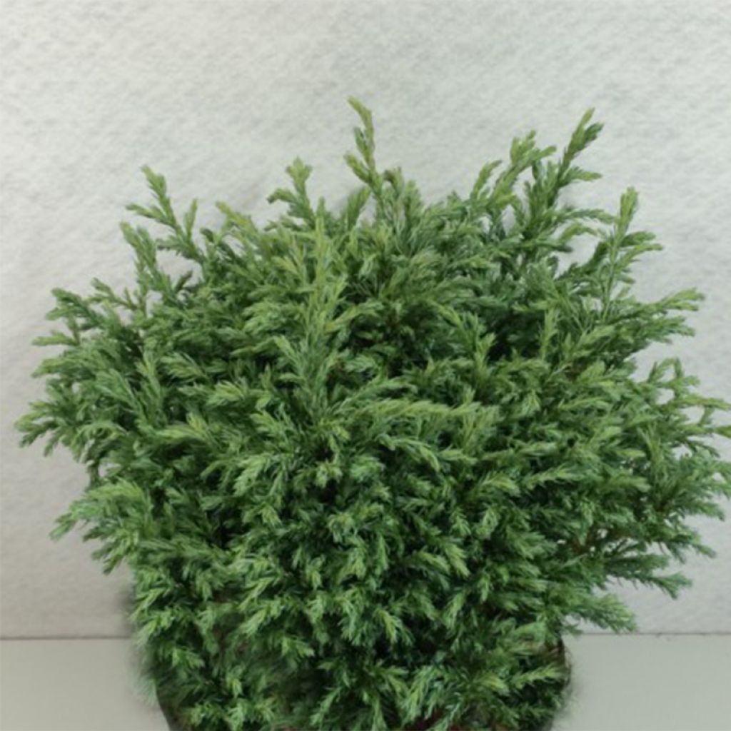 Chamaecyparis pisifera Lieve - Cyprès Sawara