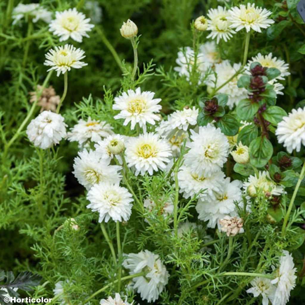 Camomille romaine à fleurs doubles - Chamaemelum nobile Flore