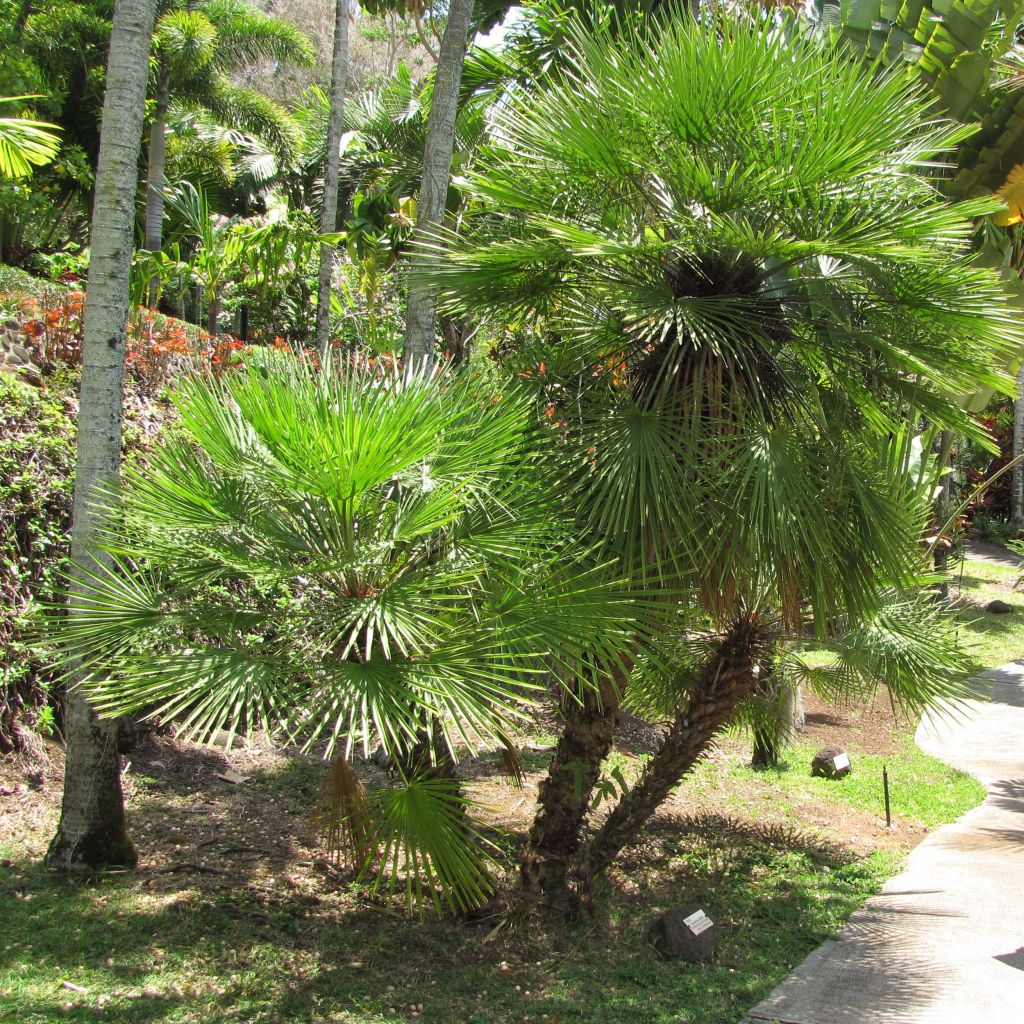 Chamaerops humilis - Palmier nain