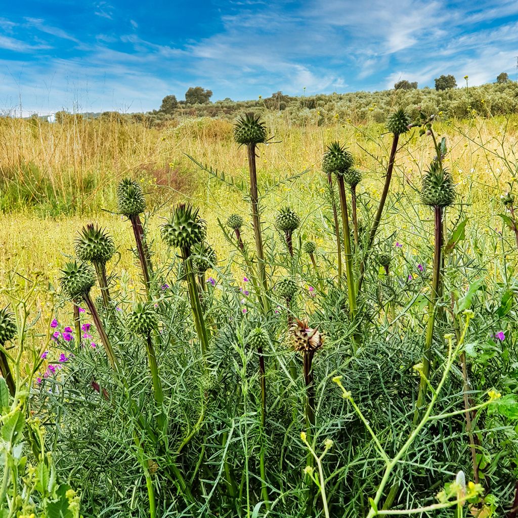 Chardon aux ânes - Onopordum nervosum