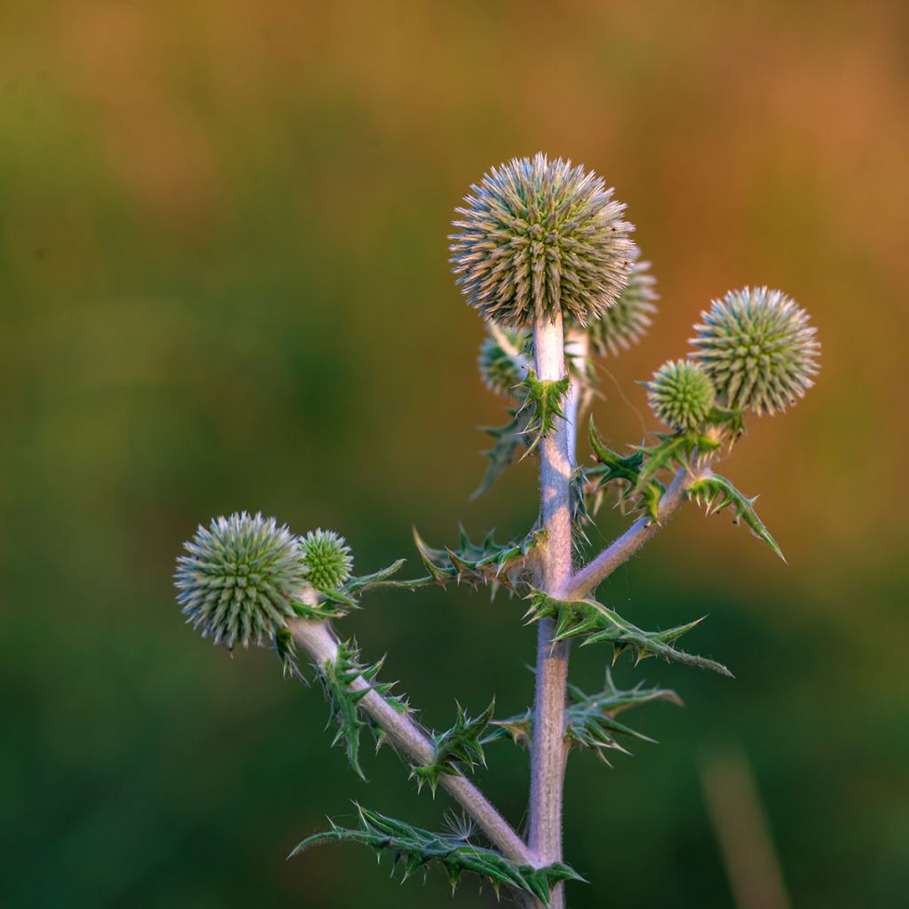 Chardon boule - Echinops bannaticus Star Frost 