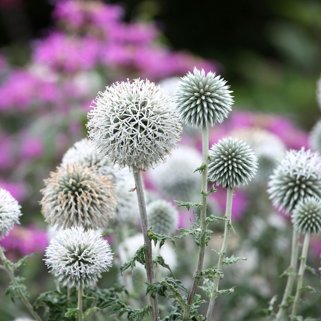 Chardon boule - Echinops bannaticus Star Frost 