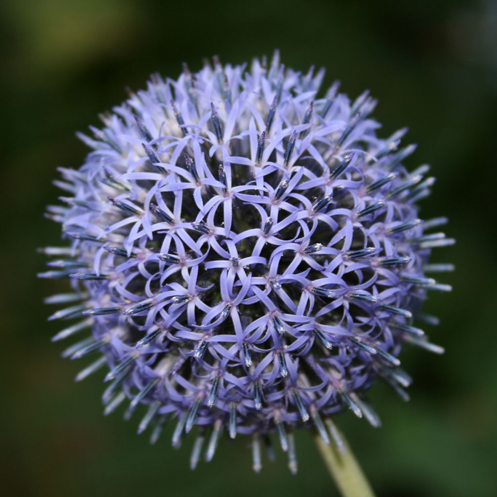 Chardon boule - Echinops ritro