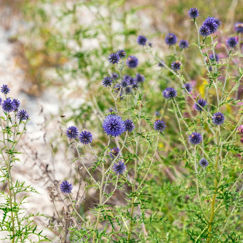 Chardon boule - Echinops ritro