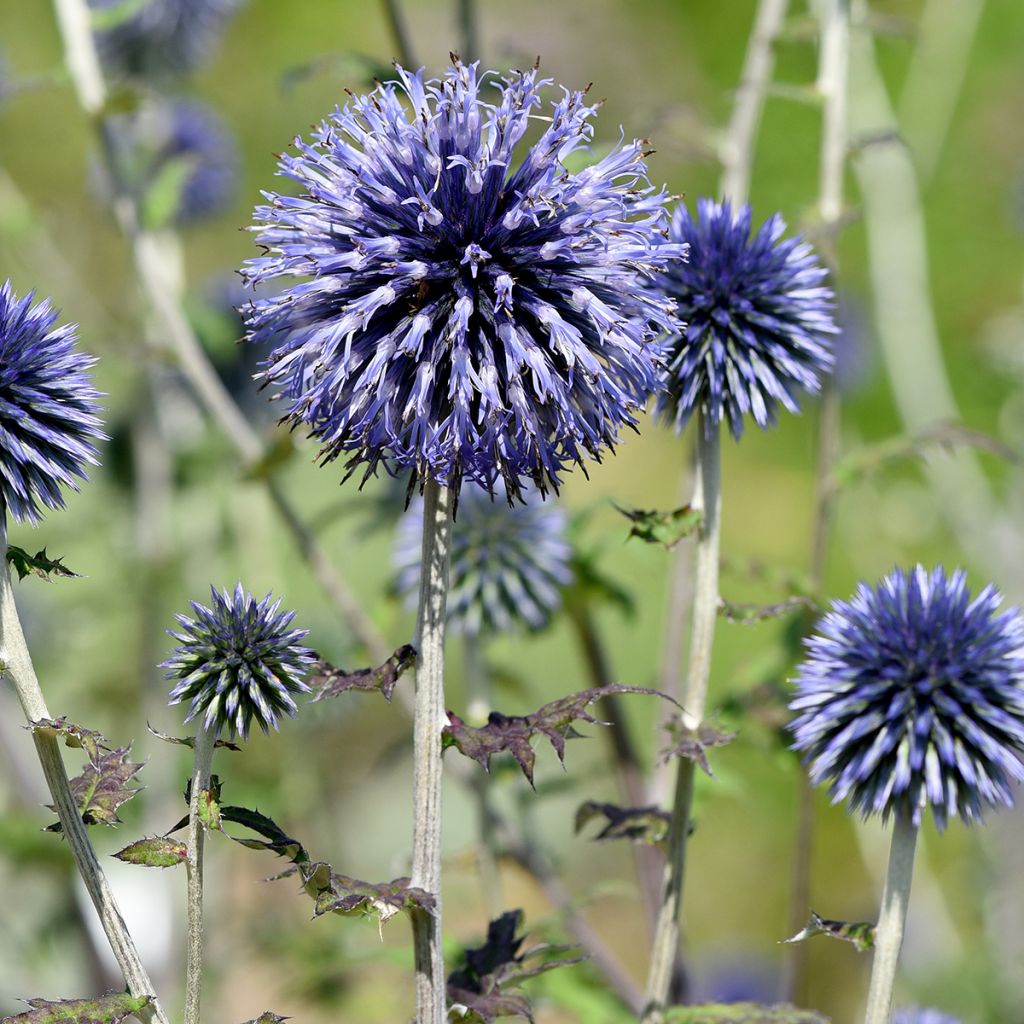 Chardon boule - Echinops ritro