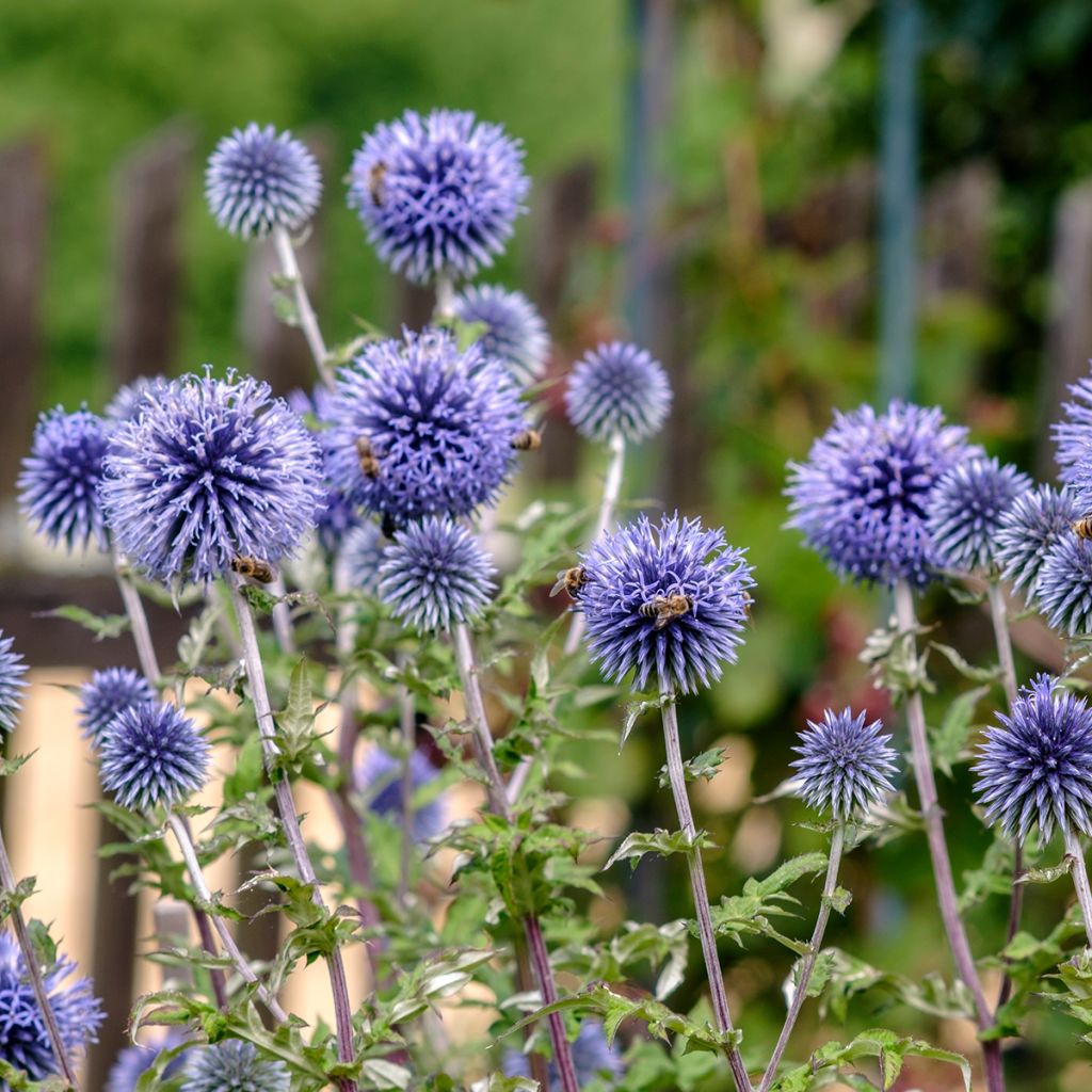 Chardon boule - Echinops ritro