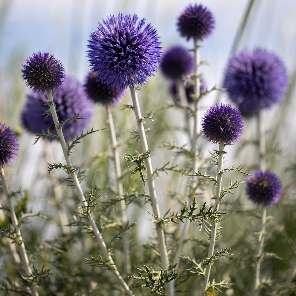 Chardon boule - Echinops ritro