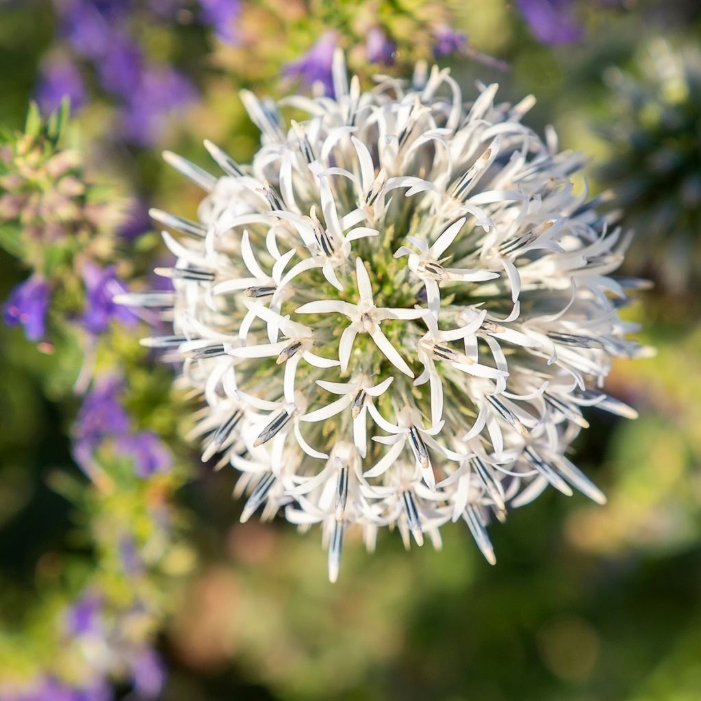 Chardon boule - Echinops sphaerocephalus Arctic Glow