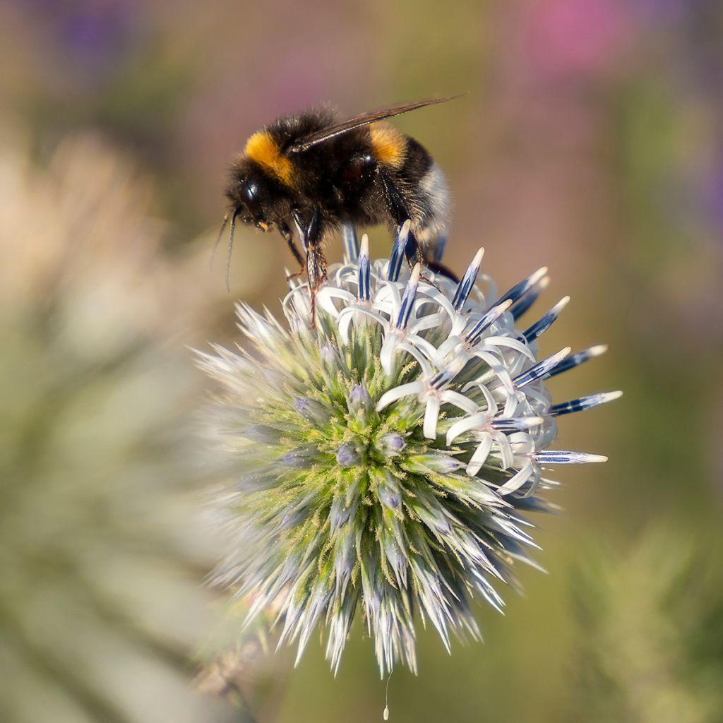 Chardon boule - Echinops sphaerocephalus Arctic Glow